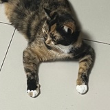 长鼻王