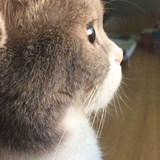 你猜你猜我是谁