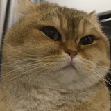 火腿蛋治