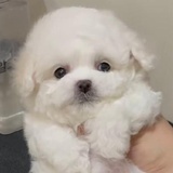 豆友