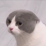 不要偷猪
