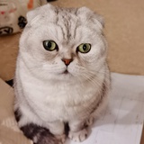 EMO的小猫咪