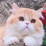资深猫奴