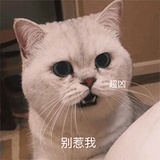 蘑菇扽小鸡