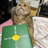 七弄