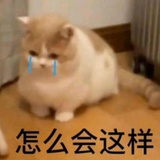 风雨momo