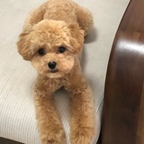 航航儿
