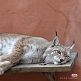 懋