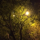 洋