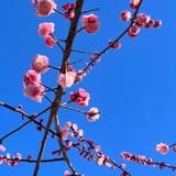 老村长