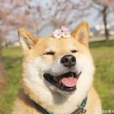 如小果
