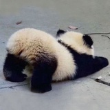 布谷布谷