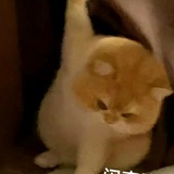香橙风味