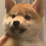 药用小鸡