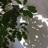 冬眠的小兽兽兽