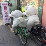 两只大白熊