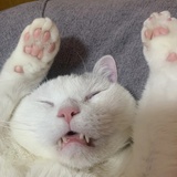 橘猫