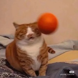 春不许
