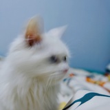 哈尼酱
