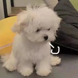 🥺