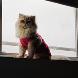 Jax