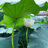 橘子皮的潜水艇