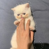 朗姆提子