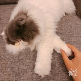 泡芙在桌上
