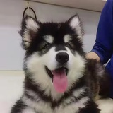笑鼠我了