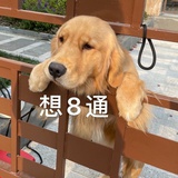 我哪敢说话