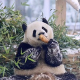爱吃土豆和青菜