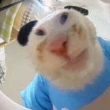 非洲的猴子