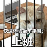 猪咪