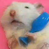 鼠女
