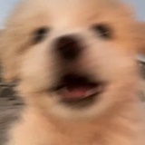 🦦