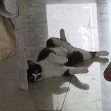 skupe