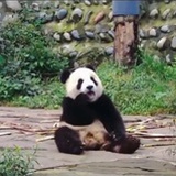 你哪有熊猫好看