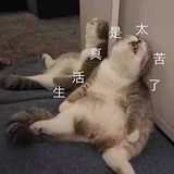 D小姐