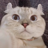 キッド