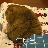 小肥猫