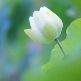 芸上的日子