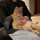 猫猫是无辜的