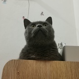 红烧鲤鱼