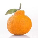 春见橘橙🍊