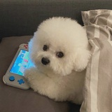 人间小甜瓜