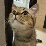 帕罗西汀