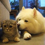 三文鱼爱逗猫