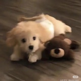 旧橙子_