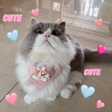 蛋包麻糍