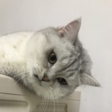 库巴巴